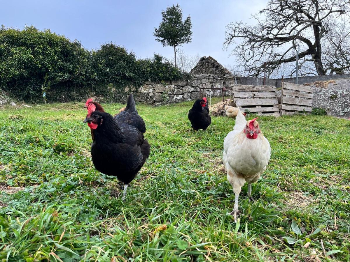 فيلا A Comfortable Rural Space In Beautiful Gardens أوليفيرا دو هوسبيتال المظهر الخارجي الصورة